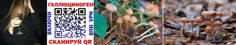 цена   Тырныауз  гидра вход  Псилоцибиновые грибы Psilocybine cubensis 